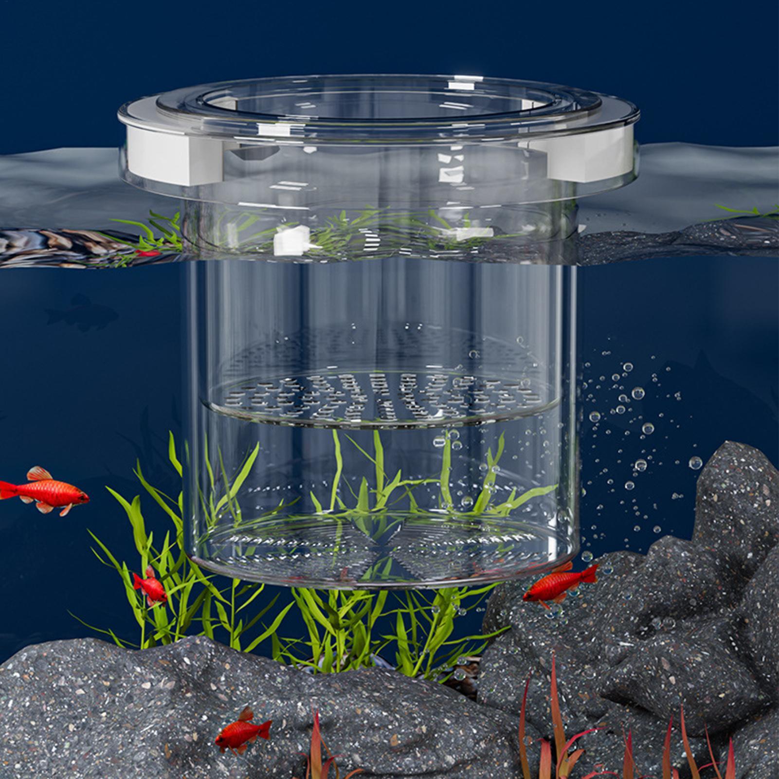 Floating Fish Breeding Isolati - Betta Fish Tank ulasan dan harga